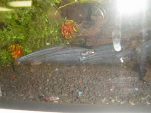 indischer gla�wels