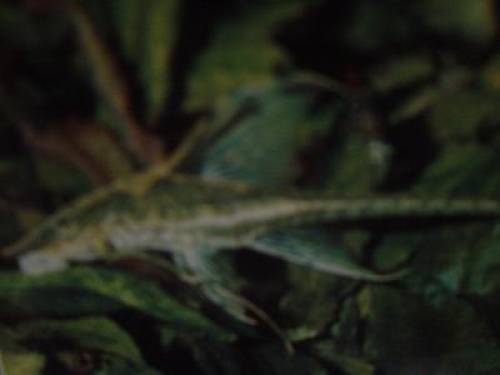 sturisoma aureum goldbartwels