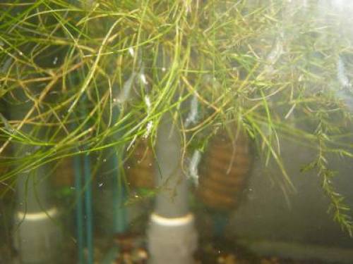 glas garnelen super algen vertilger