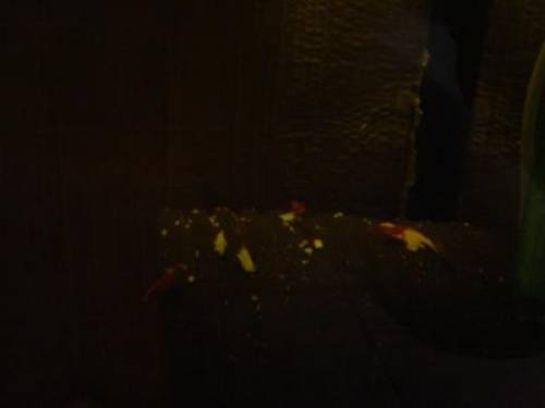 red fire garnelen gute algen fresser