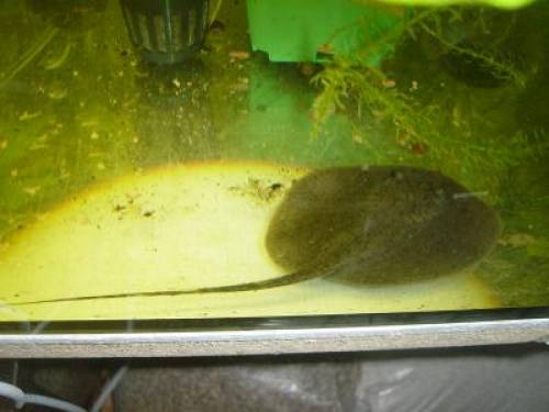 potamotrygon hystrix brauner swasserrochen
