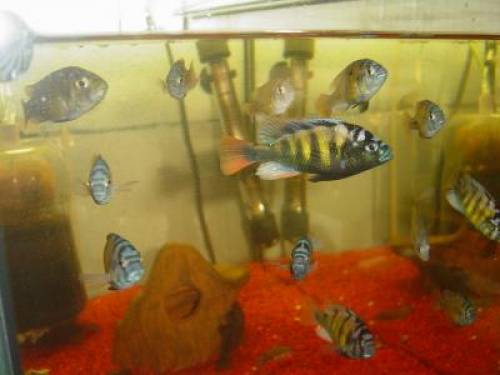 seltene barsche aus dem viktoria see