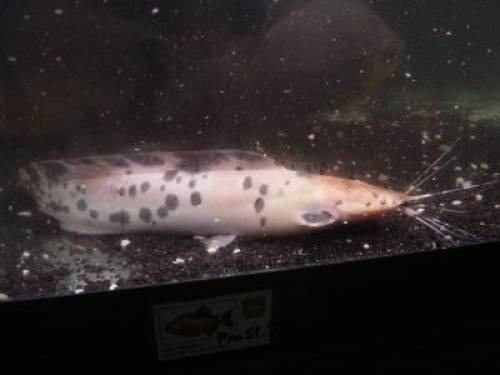 froschwels paar cm gross