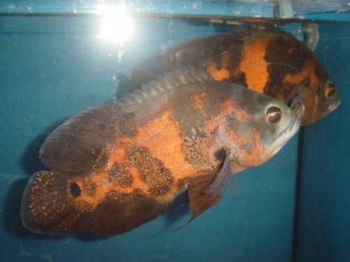 pfaunaugenbuntbarsche