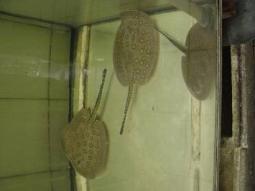 pfaunaugen stachelrochen