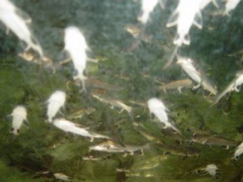 arius seemani mini haie brackwasserfische