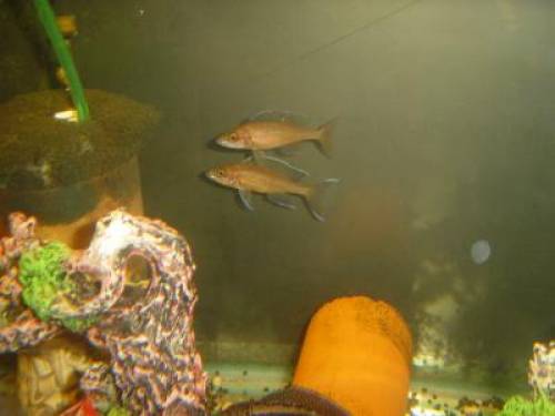 cyprichromis nigripinnis