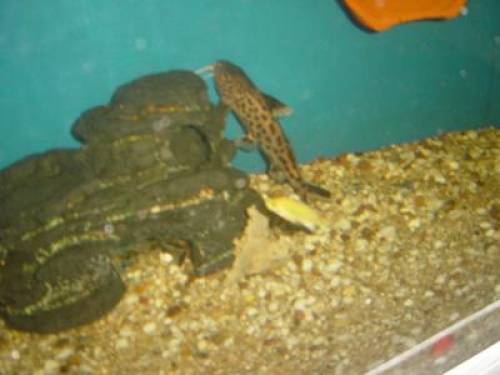 kukuckswelse kein und gro�