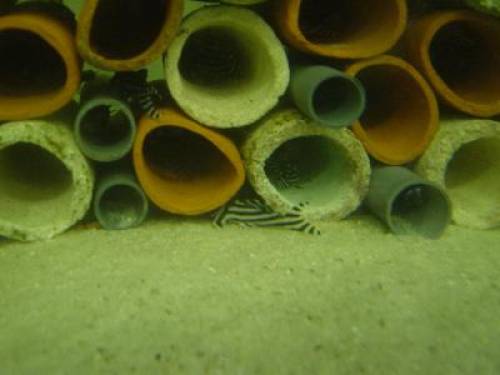 l zebra harnisch dnz