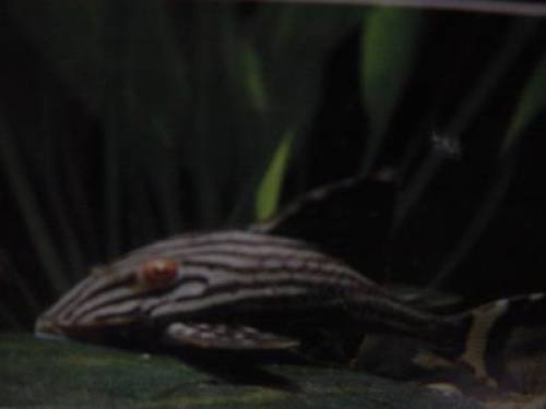 l panaque nigrolineatus schwarzlinien harnischwelse