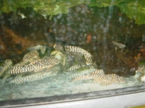 l k�nigstiger pleco