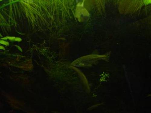 ameca hochland k�rpfling selten