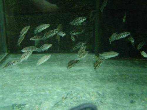 altolamprologus calvus tanganjika messerbuntbarsch