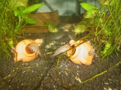 lamprologus ocellatus zwergbuntbarsch