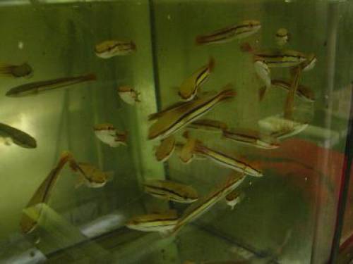 asiatische kleine schlangenkopf channa gachua