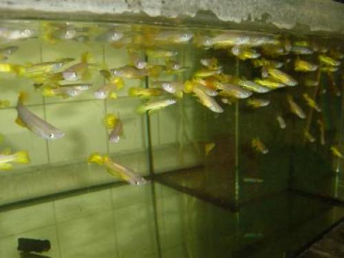 aplocheilus lineatus streifenhechtling