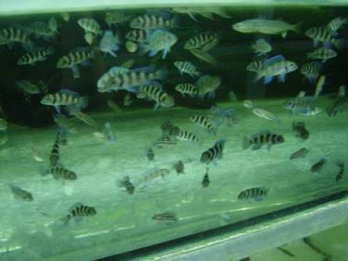 neolamprologus tretocephalus