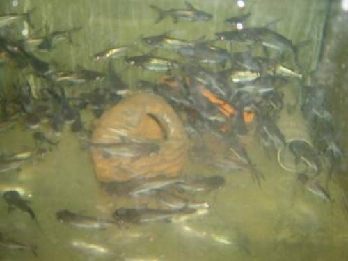 thai shark thail�ndische haie