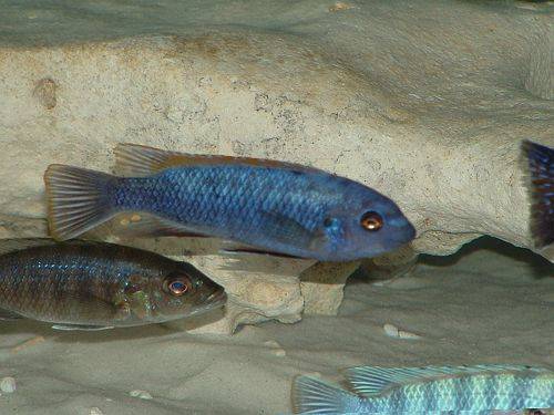 verschiedene buntbarsche