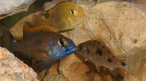 verschiedene malawiseebuntbarsche