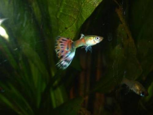 guppy fische