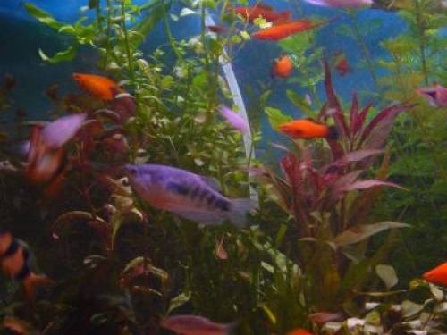  fische schwerttr�ger black molly platy lyra usw