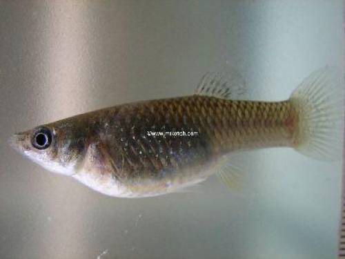 spitzmaulk�rpfling