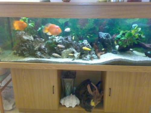 aquarium mit unterschrank zubeh�r und malawibuntbarschen