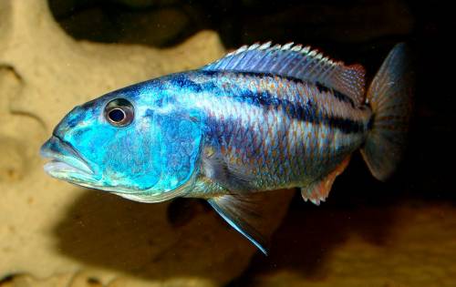 malawiseecichliden r�uber fischfresser