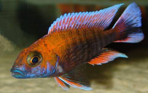 malawiseecichliden aulonocara kaiserbuntbarsche