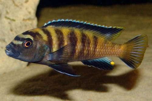 malawiseecichliden mbunas