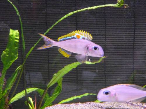 xenotilapia nigrolabiata red princess spec fireline 