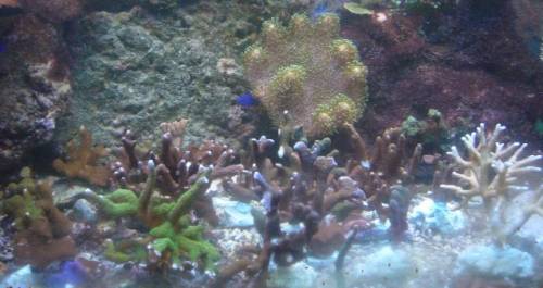 verschiedene v a montipora astf�rmig g�nstig abzugeben