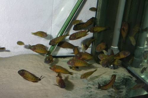 tropheus moori ilangi