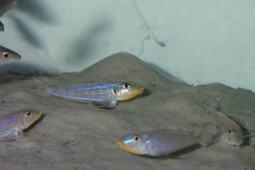 enantiopus melanogenis kilesa