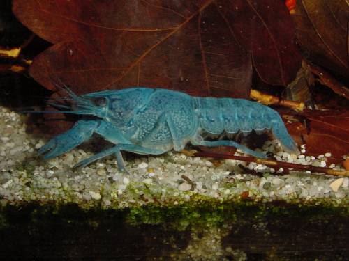 procambarus alleni blauer floridahummer abzugeben