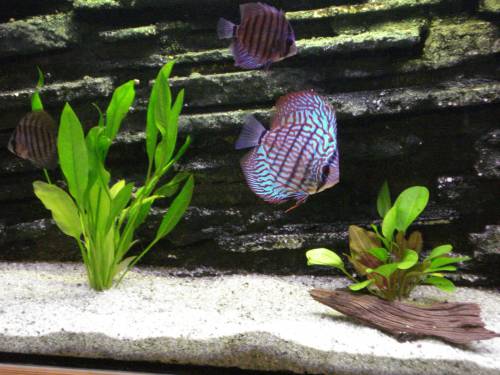  t�rkis diskus und welsbesatz