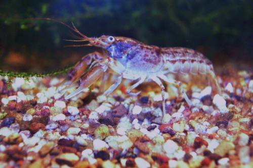 cambarellus montezumae abzugeben