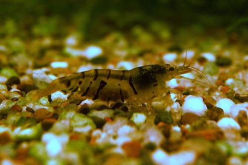 tigergarnelen abzugeben