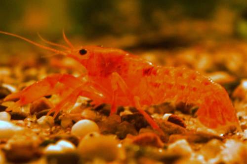 cambarellus patzcuarensis orange abzugeben