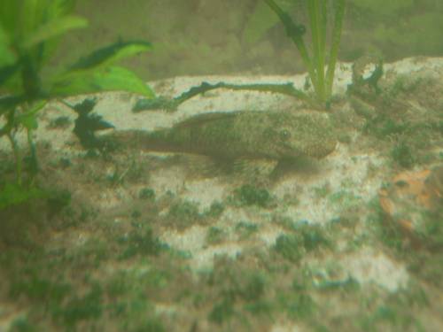  braune antennenwelse m�nnchen ausgew jungwels