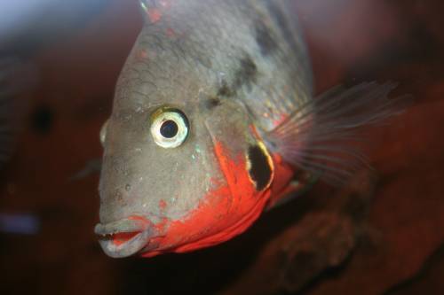 feuermaulbuntbarsche thorichthys meeki