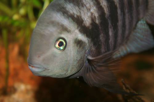 sajica buntbarsche costa rica