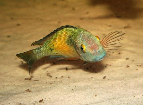 tropheus katoto