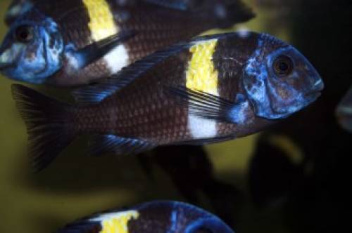 tropheus duboisi maswa