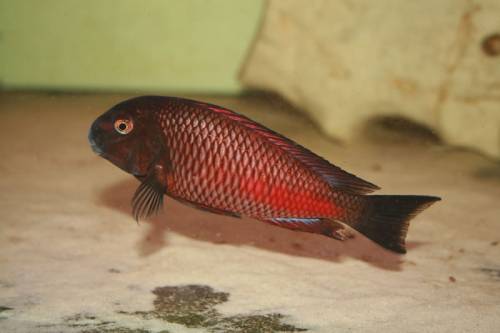 tropheus moliro