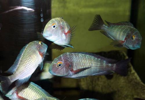 tropheus chaitika