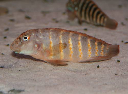 eretmodus cyanosticus red orange tanzania