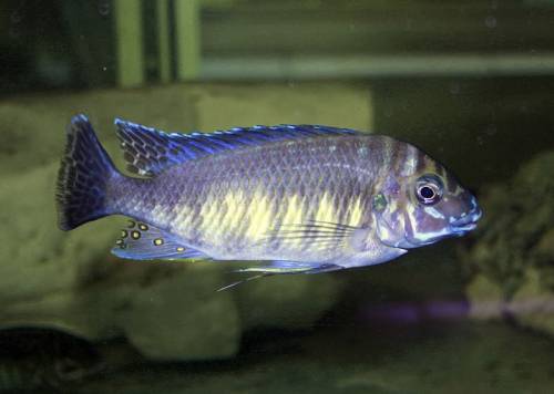 petrochromis orthognatus ikola