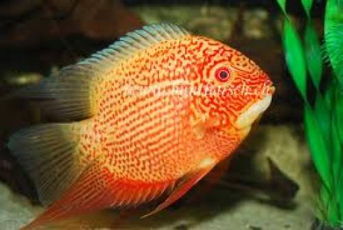 suche heros severus red spotted 